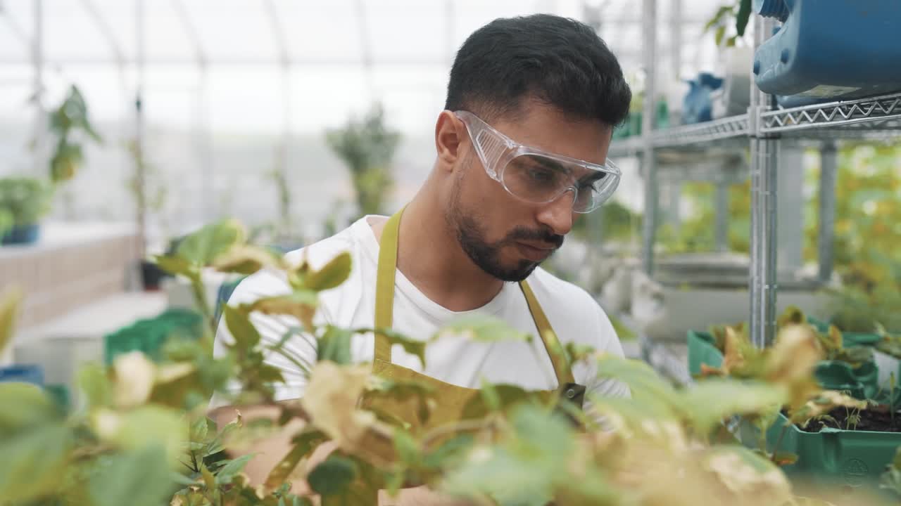 A young man of Arab appearance looks after the plants in the greenhouse