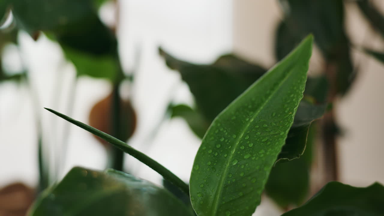 Primo piano di una foglia di pianta bagnata