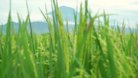 Primer-Plano-De-La-Planta-De-Arroz-Desenfocada-Balanceándose-En-El-Viento-En-El-Campo-De-Arroz-Con-La-Montaña-En-Segundo-Plano