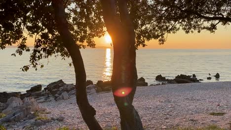 sunset on the seashore in front of pine trees, handheld shot, croatia