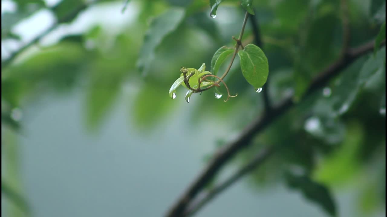 葉に雨滴