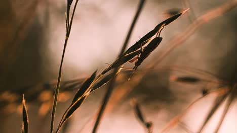 insect on grass stem