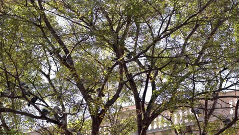 birds perched on tree branches near a building