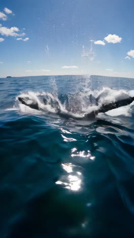 whales and dolphins jumping in the ocean