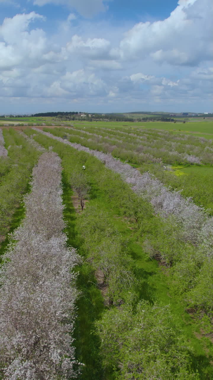 Irregular almond blossom patterns across the tree rows – vertical video with vibrant colors – Israel