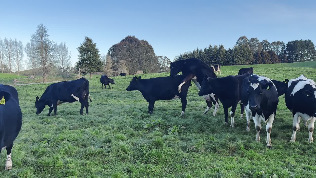 A serene view of a herd of black and white cows grazing peacefully in a lush green pasture on a New Zealand farm. Perfect for agricultural, rural life, and nature-themed projects.
