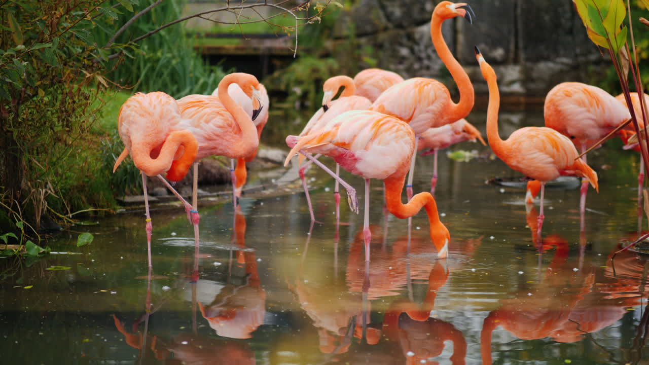 bandada de flamencos rosados
