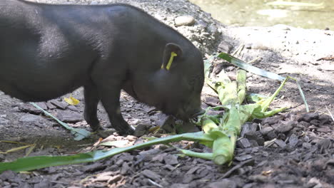 primer plano de lechón negro comiendo verduras en la granja a la luz del sol