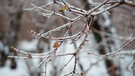 close-up of frosted tree branch covered with ice and a dry leaf, showcasing intricate winter textures against a blurred background of trees during cold snowy conditions