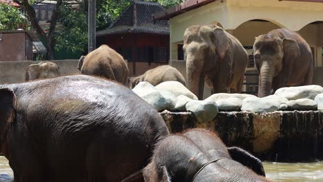 elefantes en el zoológico