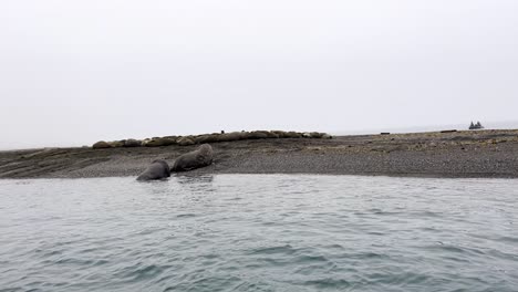 Two-walruses-wobbling-to-the-beach-to-join-their-colony-in-the-Arctic-Sea-north-of-Svalbard,-during-a-boat-expedition