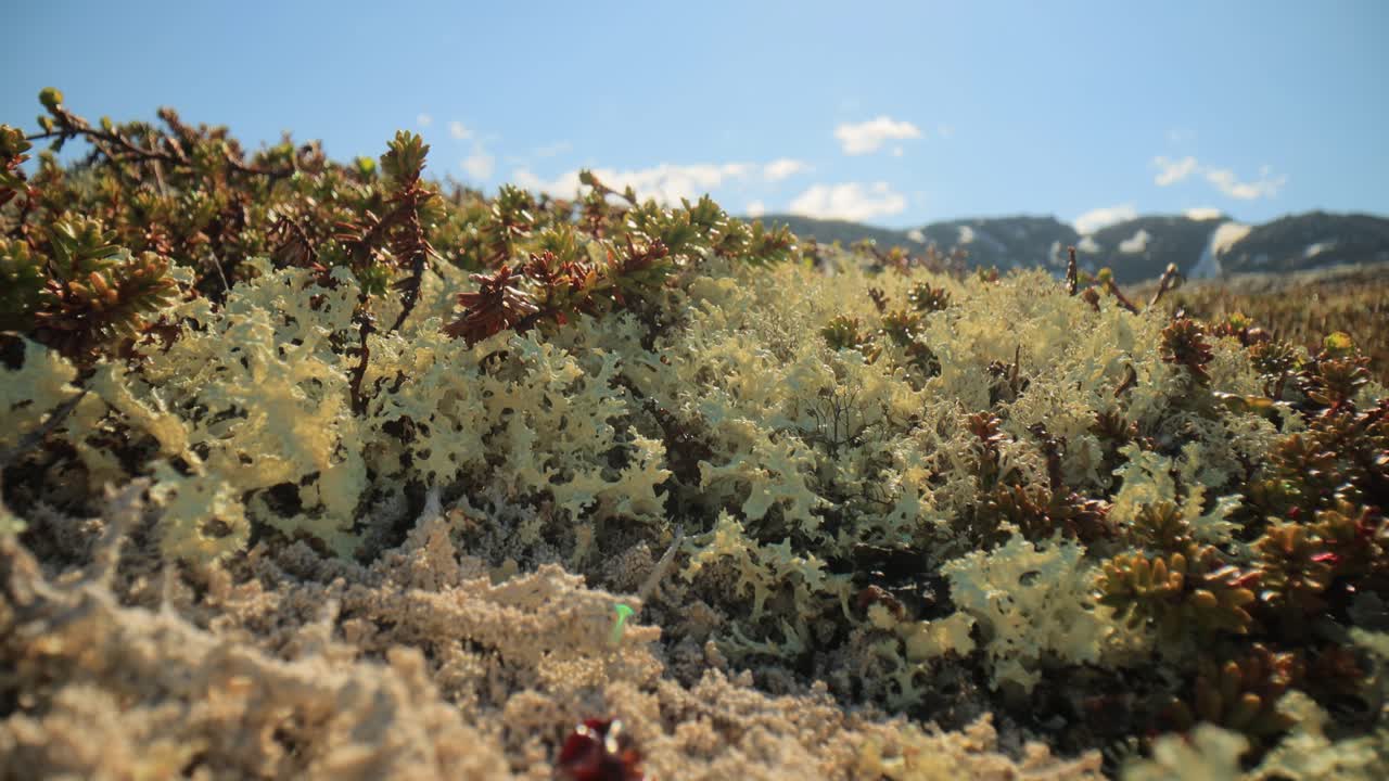 북극  ⁇ 드라 리 ⁇  모스 클로즈업. 주로 북극  ⁇ 드라, 알파인  ⁇ 드라에서 발견되며, 매우 추위에 견 ⁇  수 있습니다. 클라도니아 랭지페리나 (cladonia rangiferina), 렌더 컵 리 ⁇ 으로도 알려져 있습니다.