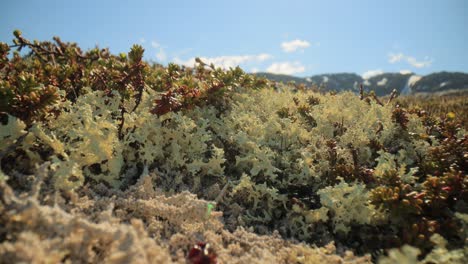 cladonia rangiferina, también conocida como liquen de copa de renos.