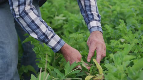 Mature-man-working-on-farm