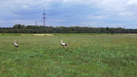 best aerial top view flight
white storks at summer meadow windy field