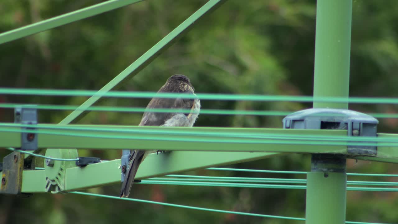 Juvenile Grey Butcherbird Looking Around Perched On Hills Hoist Rotary Clothesline In Garden, Daytime Slight Breeze, Maffra, Gippsland, Victoria, Australia