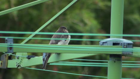 juvenile grey butcherbird looking around perched on hills hoist rotary clothesline in garden, daytime slight breeze, maffra, gippsland, victoria, australia