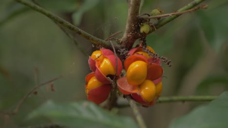 Split-Open-Fruits-Of-Tulipwood-Tree-In-Thala-Beach-Nature-Reserve-In-Port-Douglas,-Australia