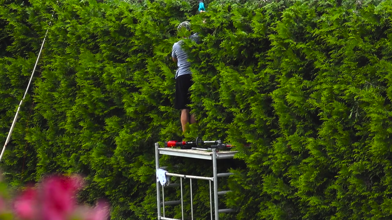 Diligent landscaper standing on a scaffold and using professional trimming equipment to shape a large evergreen thuja hedge, showcasing meticulous garden maintenance and topiary work
