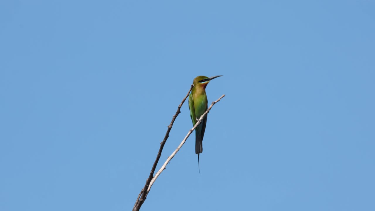 visto apuntando a una abeja volando alrededor de su bocadillo favorito, el abejaruco de cola azul merops philippinus, tailandia