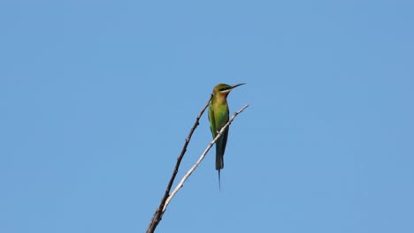 visto apuntando a una abeja volando alrededor de su bocadillo favorito, el abejaruco de cola azul merops philippinus, tailandia