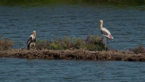 Two-individuals-facing-each-other-fighting-the-wind-during-a-bright-and-sunny-day,-Painted-Stork-Mycteria-leucocephala,-Thailand