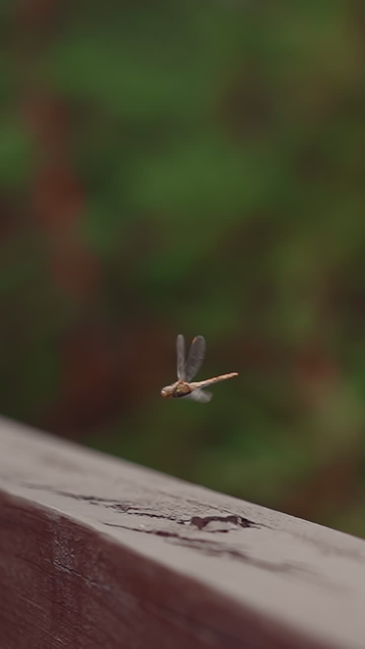 Dragonfly flies above wooden plank in green summer park closeup slow motion. Adorable bug in fresh garden. Fauna life and environmental representant