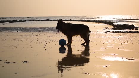 Silhouette-Eines-Sehr-Ruhigen-Und-Müden-Deutschen-Schäferhundes,-Der-Neben-Dem-Ball-Spielt-Und-Schnell-Atmet,-Nachdem-Er-Am-Strand-In-Mumbai-Gelaufen-Ist,-15.-März-2021