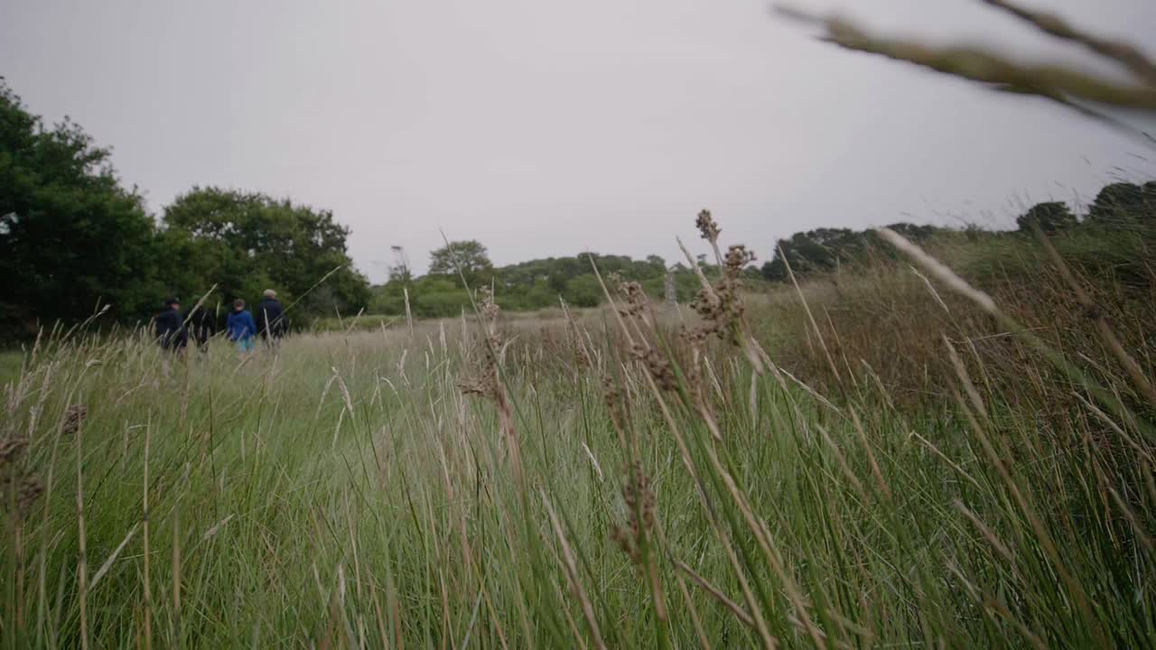 POV Walking Through Long Grass Field. Slow Motion