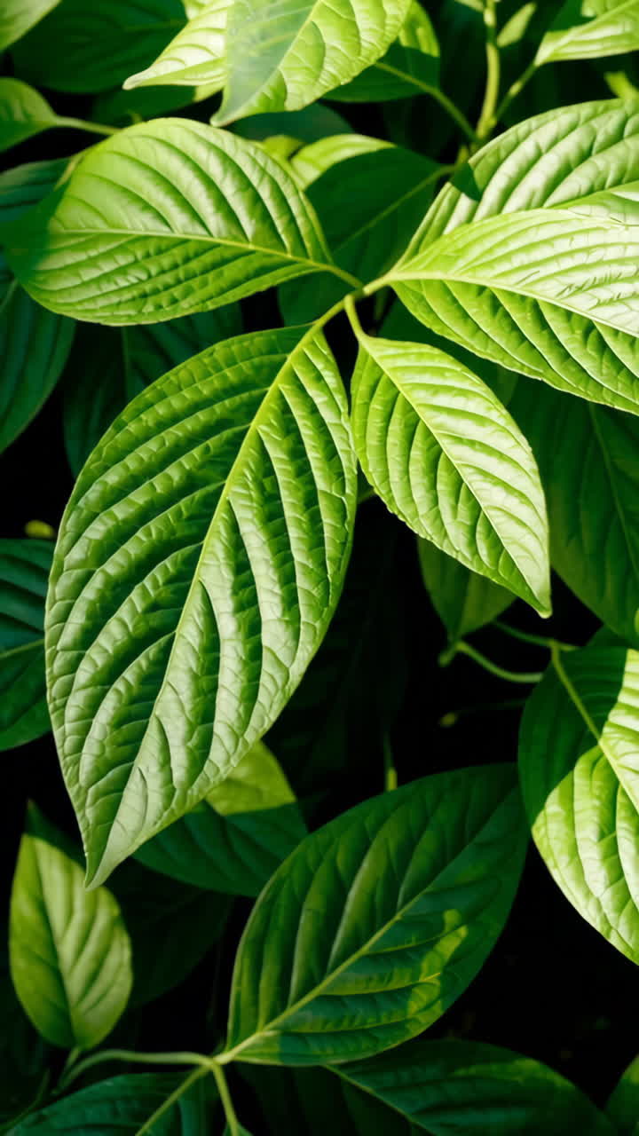 vista de cerca de las hojas verdes vibrantes