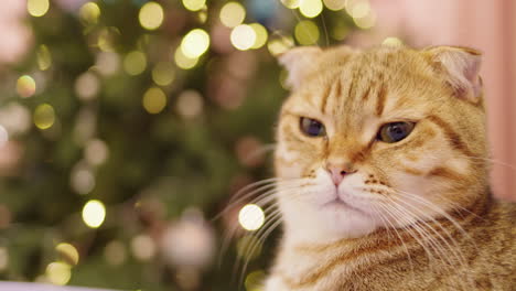ginger scottish fold cat by christmas tree