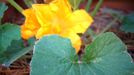 las flores de calabacín indican una cosecha productiva de la calabaza de sabor