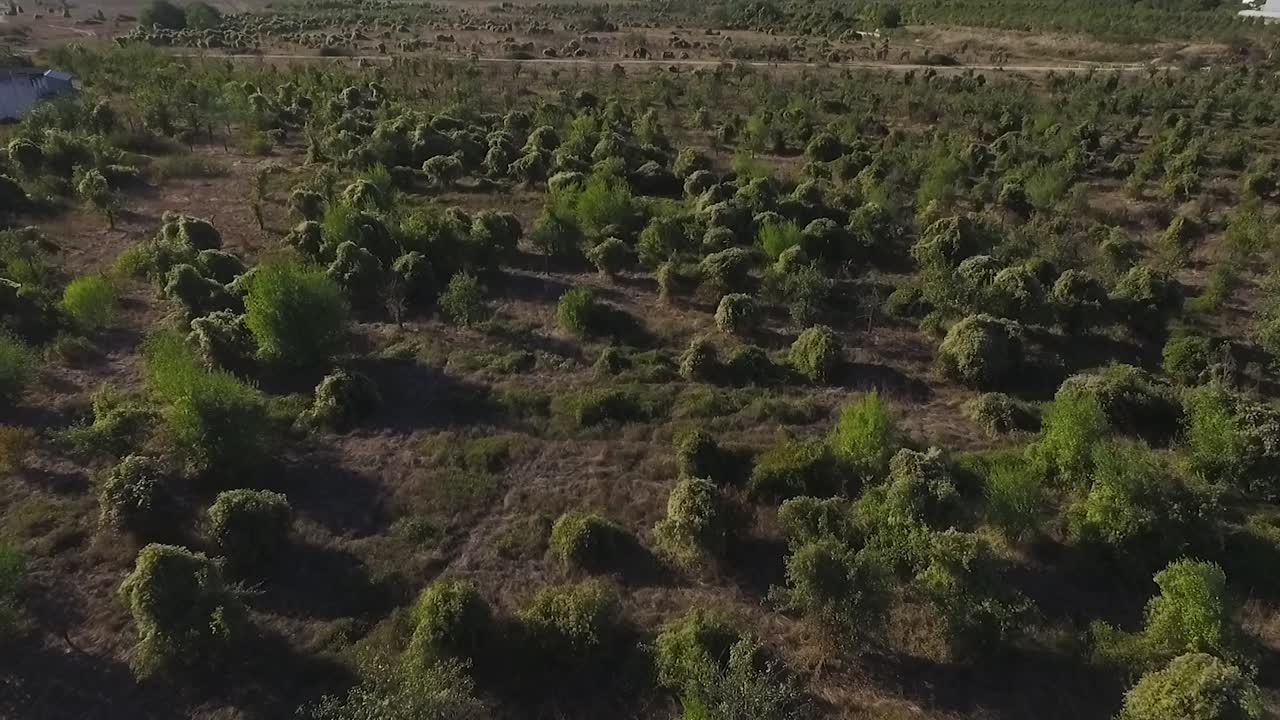 vista aérea de un paisaje arbolado