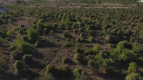 vista aérea de un paisaje arbolado
