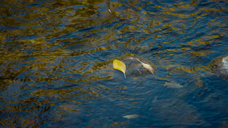 autumn leaf in the river - high angle shot