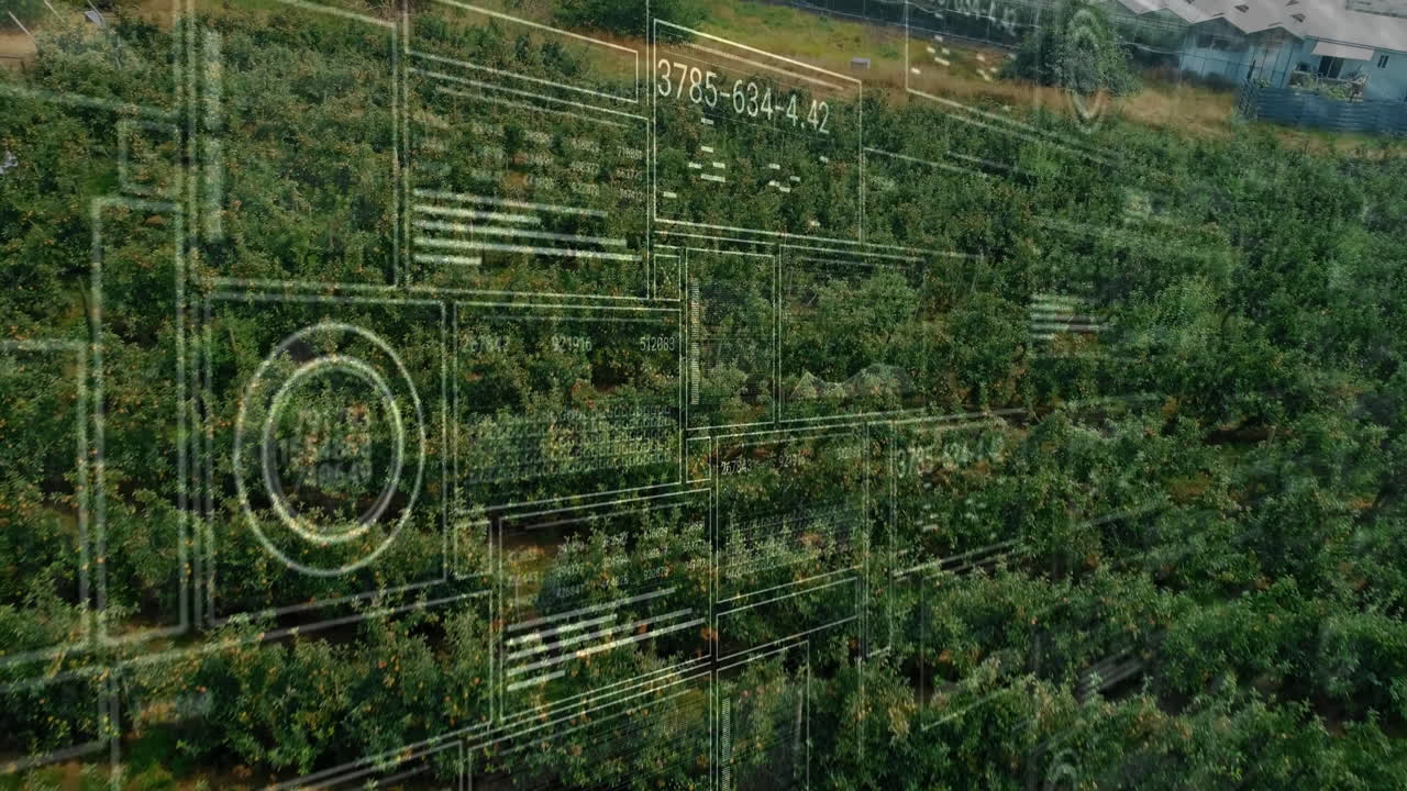 Drone viewing sprawling orchard rows, displaying transparent data panels and numeric charts