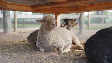 Sheep-and-ram-hiding-from-sun-in-local-farm,-front-view