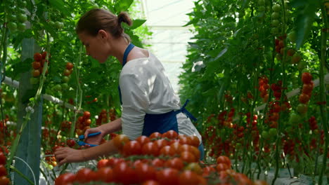 mujer agrónoma recogiendo tomates orgánicos rojos en un invernadero cálido y soleado