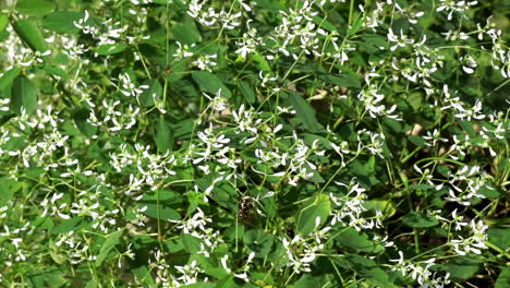 planta de clemátide de otoño cubierta de flores blancas