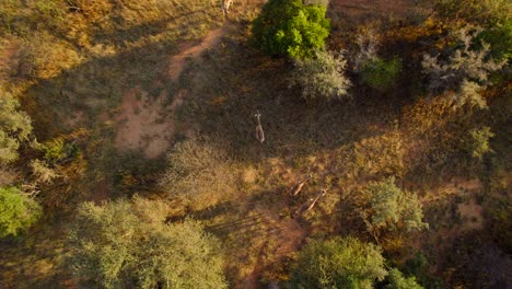 four giraffes walking along a bushy meadow in savannah, at sunset hour
