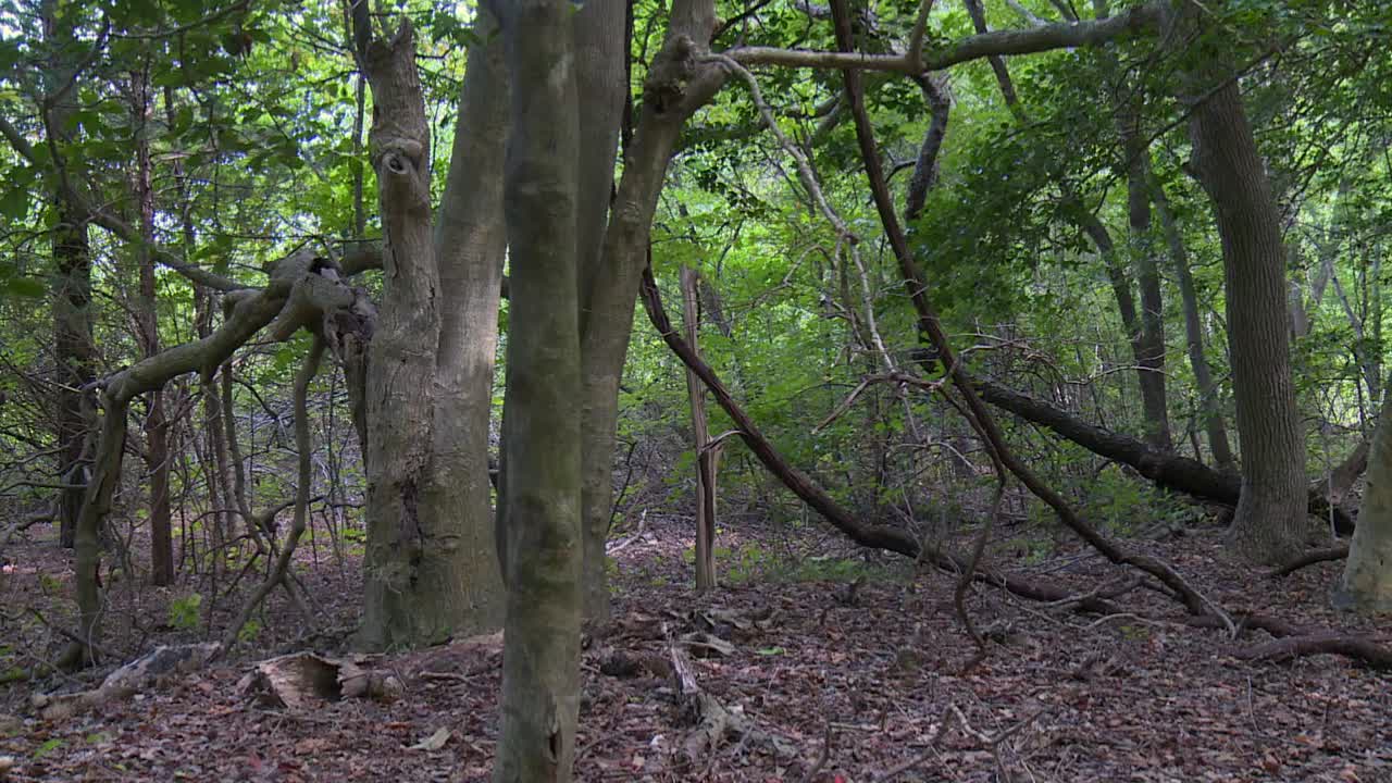 plantas y árboles dentro del bosque en el refugio nacional de vida silvestre de blackwater en maryland
