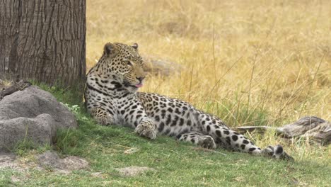 Zooming-in-shot-of-a-leopard-laying-in-a-shadow-next-to-a-tree-with-a-dead-waterbuck,-predator-with-prey