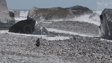 cazadores de ostras en la costa rocosa de la isla sur de nueva zelanda - toma amplia