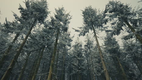 bosque de invierno