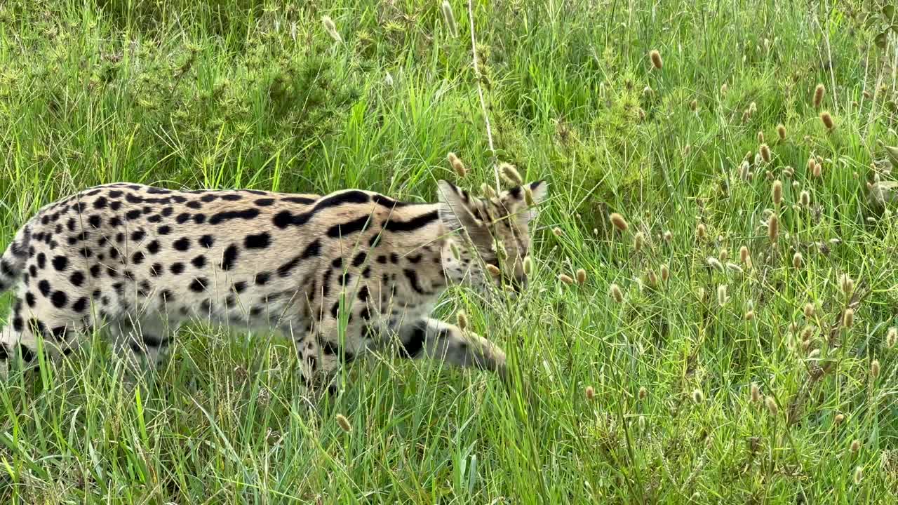 Serval (Leptailurus serval) in Serengeti National Park, Tanzania.