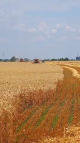 field at crop season. combine harvesters gathering ripe wheat on golden field in farmland. industrial equipment harvesting dry agricultural plants in summer. vertical video