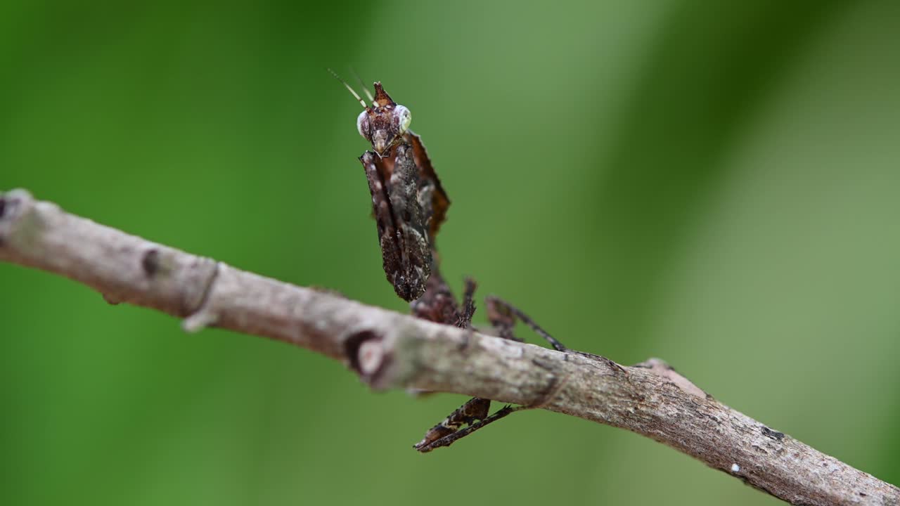 parablepharis kuhlii, 사마귀, 4k 영상