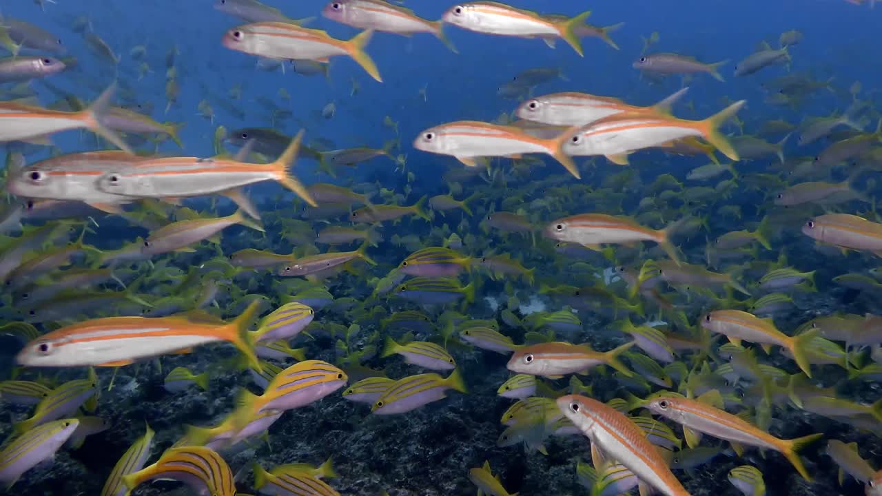 School of Fish in a Coral Reef