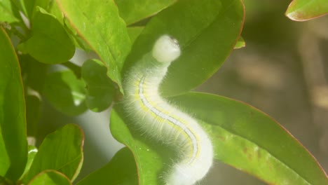 shot of a green caterpillar making a nest in the green leaves