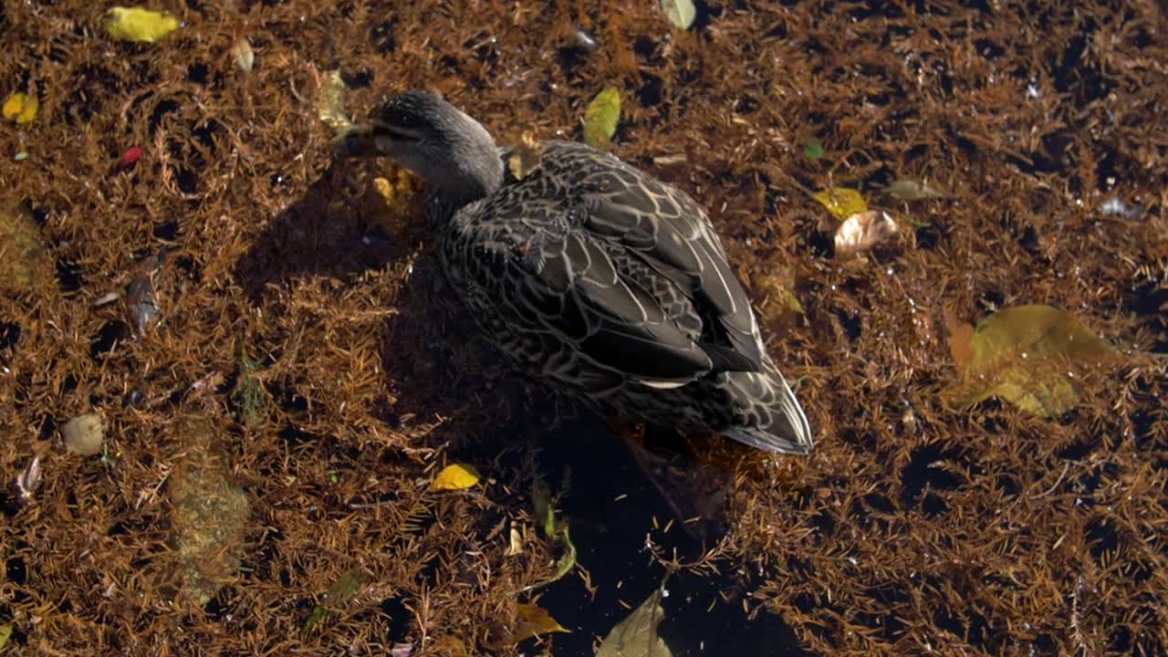 Lone Duck Paddling In A Pond - close up